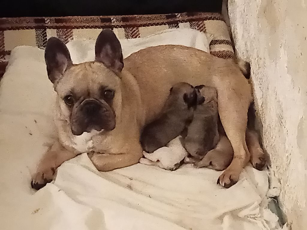 chiot Bouledogue français Da Cidade Invicta