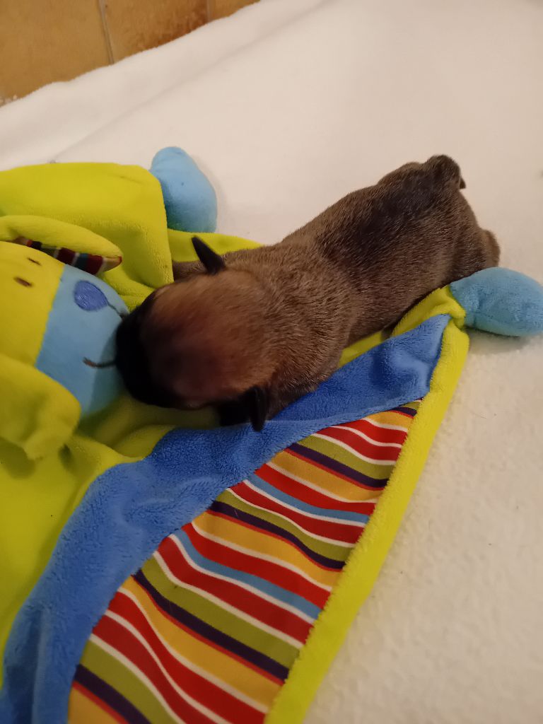 Da Cidade Invicta - Chiots disponibles - Bouledogue français