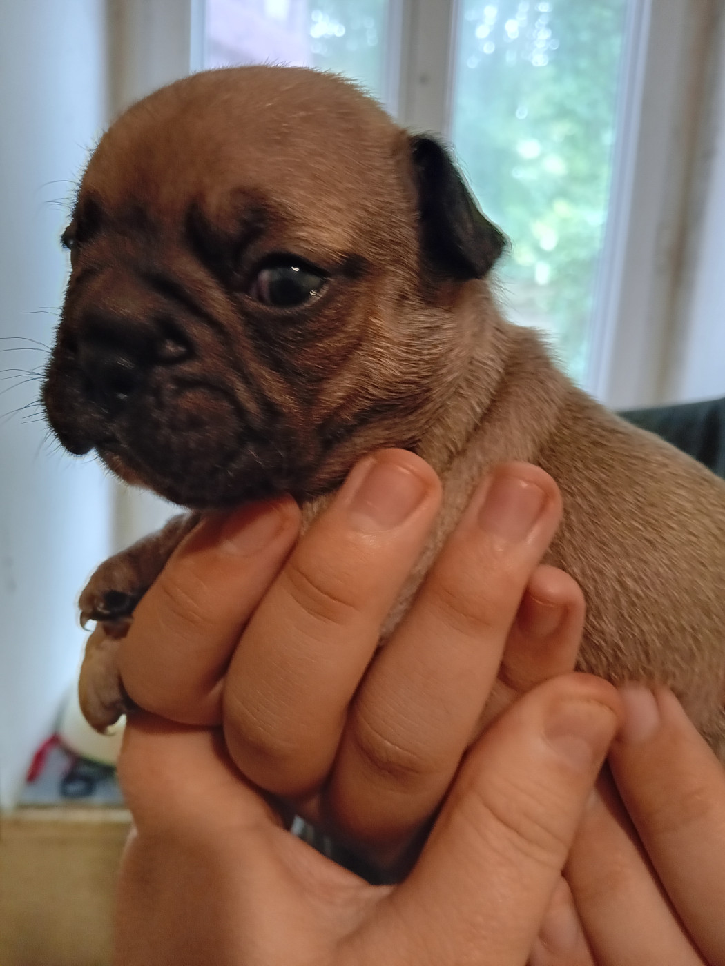 Da Cidade Invicta - Chiots disponibles - Bouledogue français