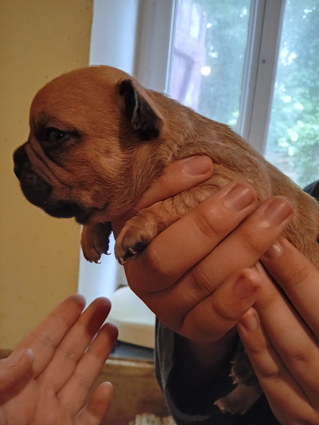 Da Cidade Invicta - Chiots disponibles - Bouledogue français