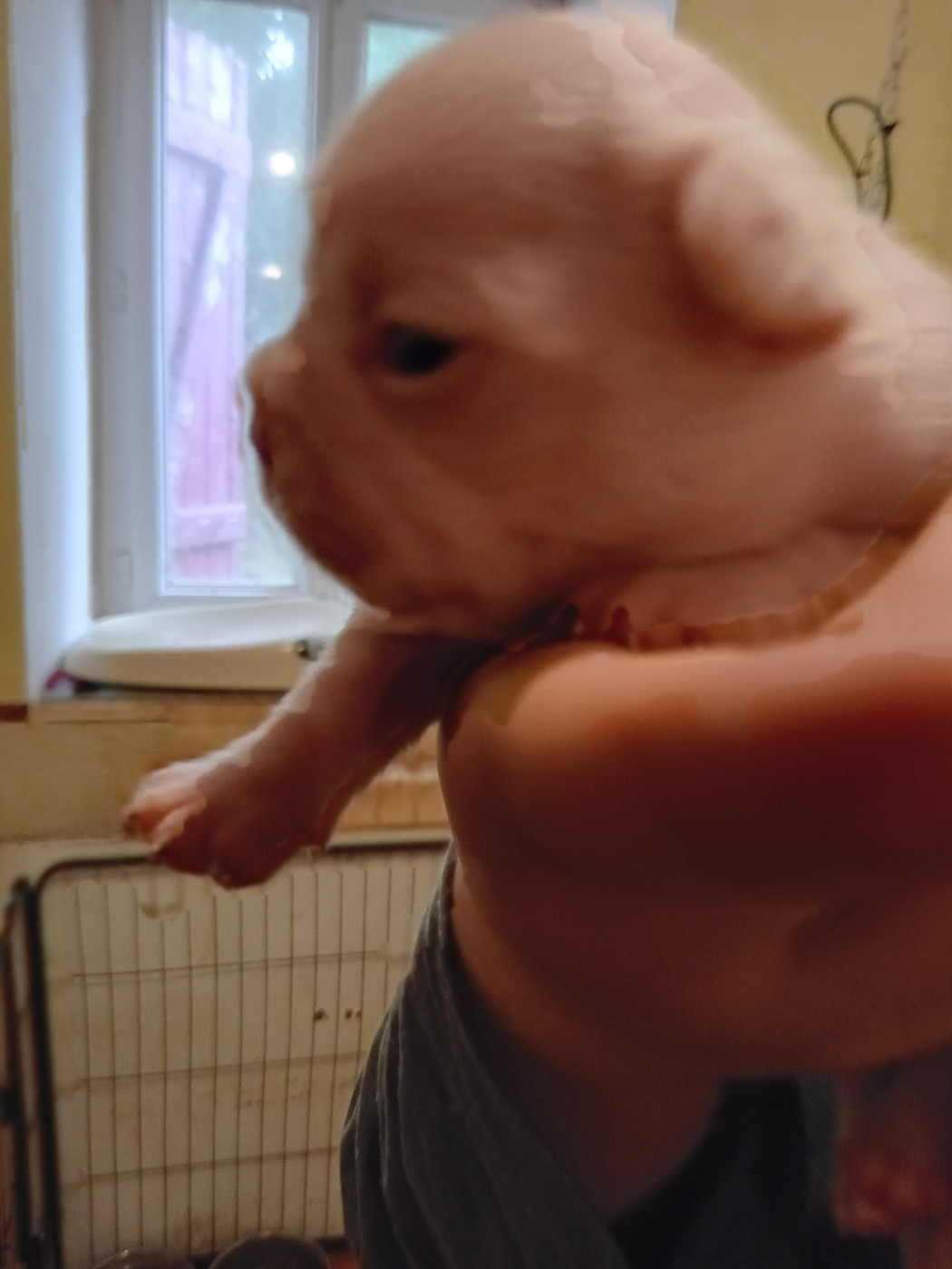 Da Cidade Invicta - Chiots disponibles - Bouledogue français