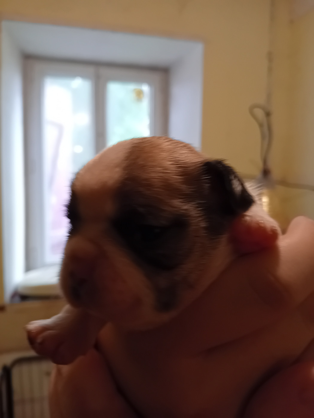 Da Cidade Invicta - Chiots disponibles - Bouledogue français