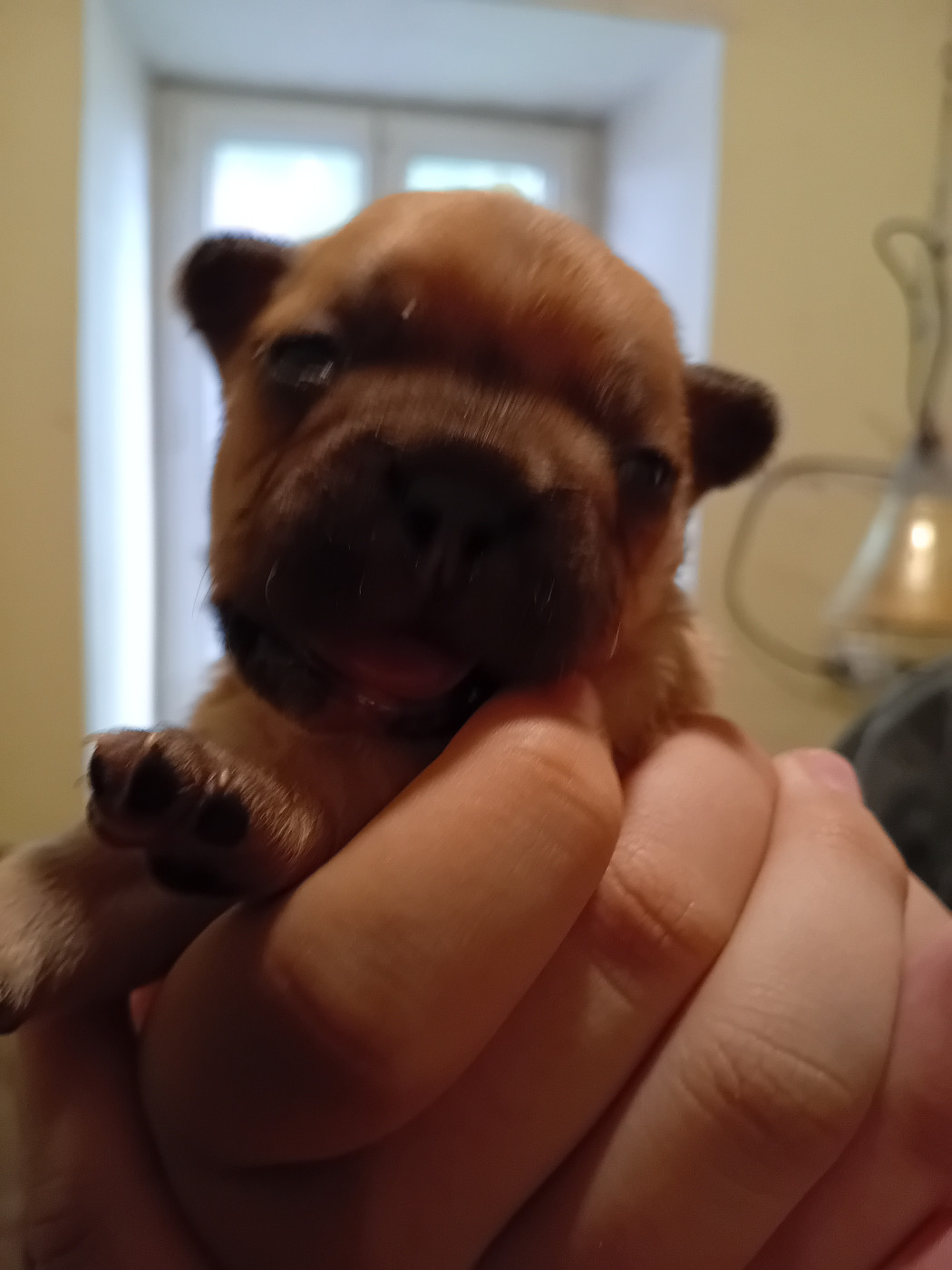 Da Cidade Invicta - Chiots disponibles - Bouledogue français