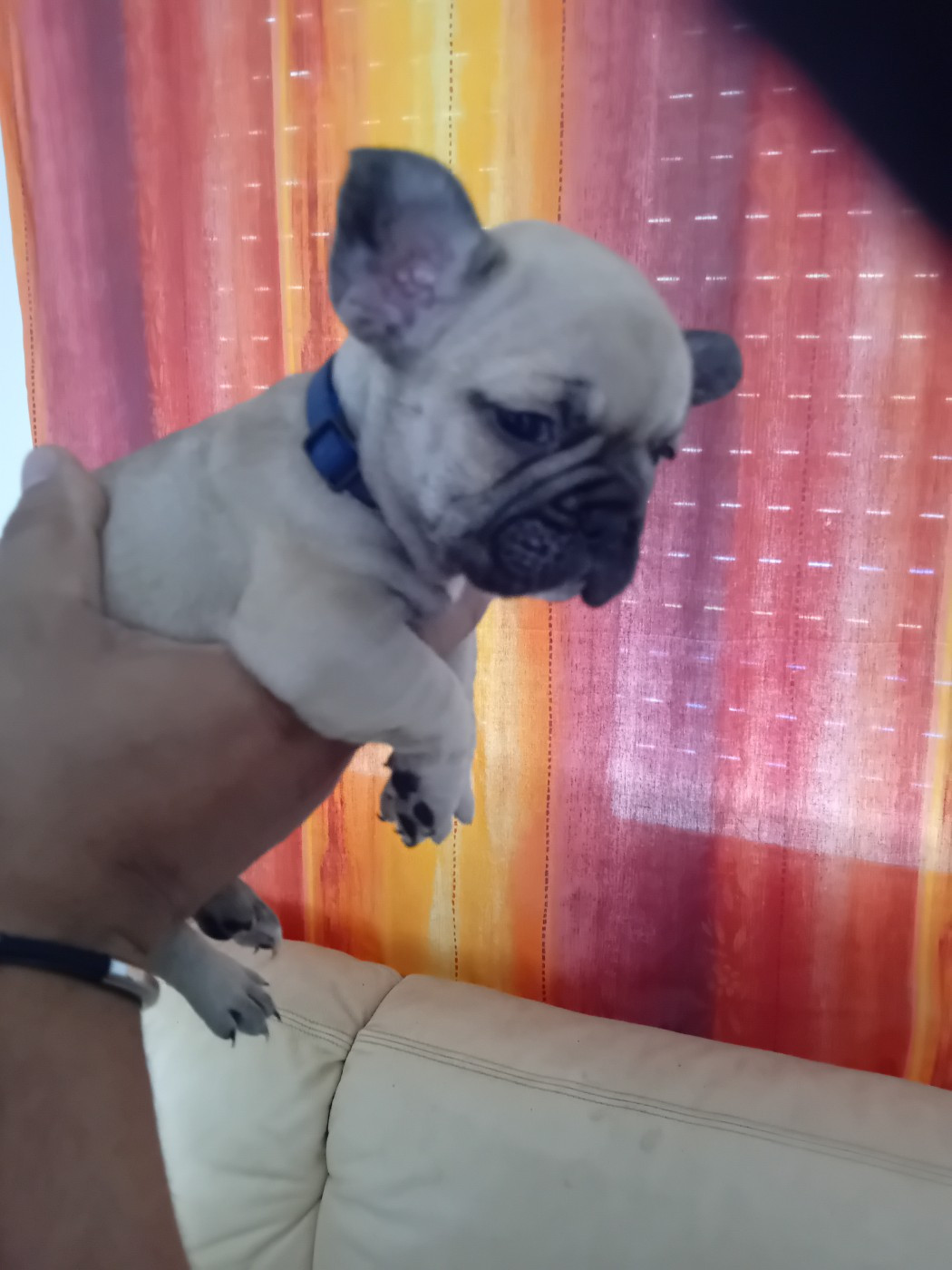 Da Cidade Invicta - Chiots disponibles - Bouledogue français
