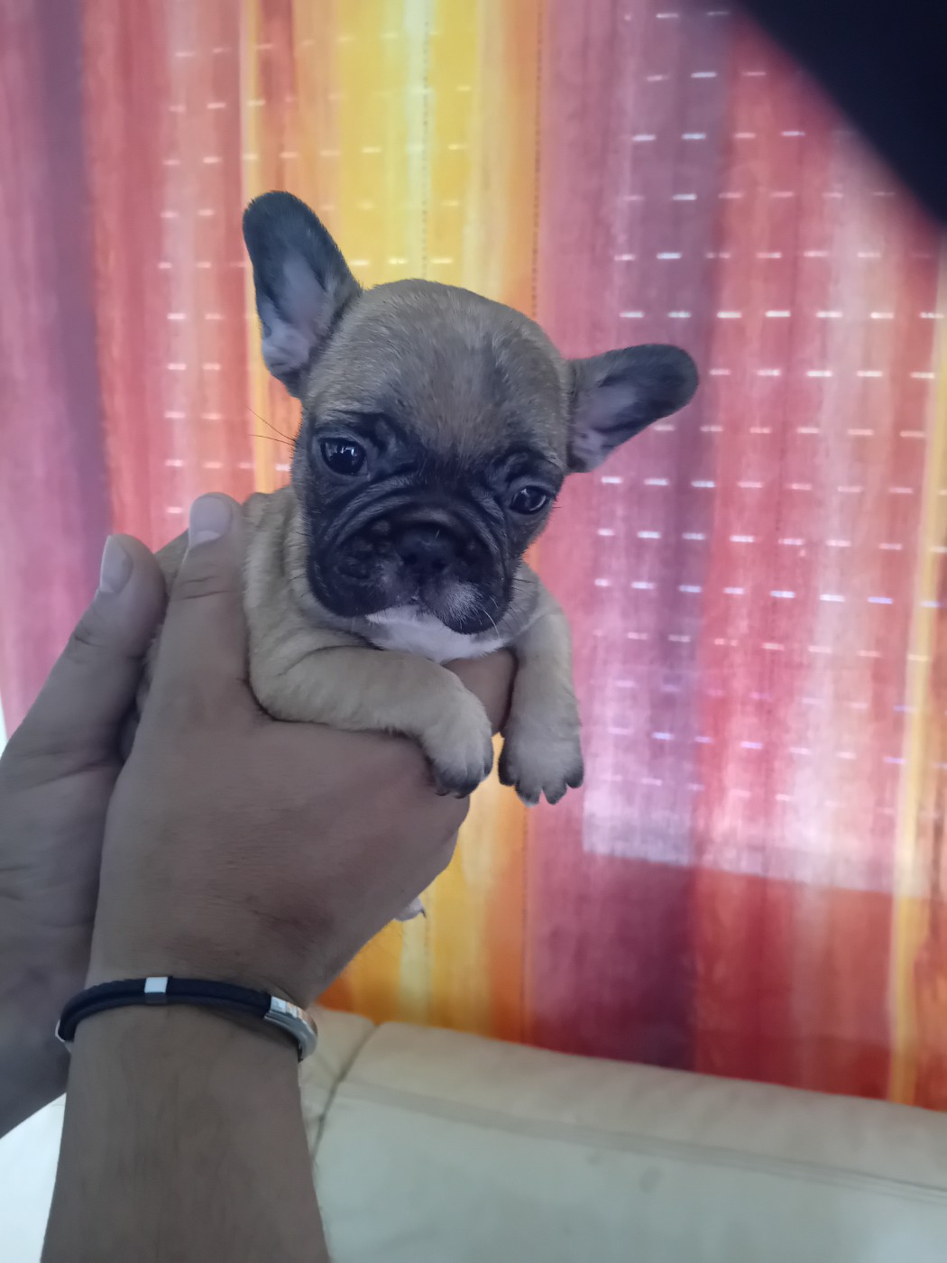 Da Cidade Invicta - Chiots disponibles - Bouledogue français