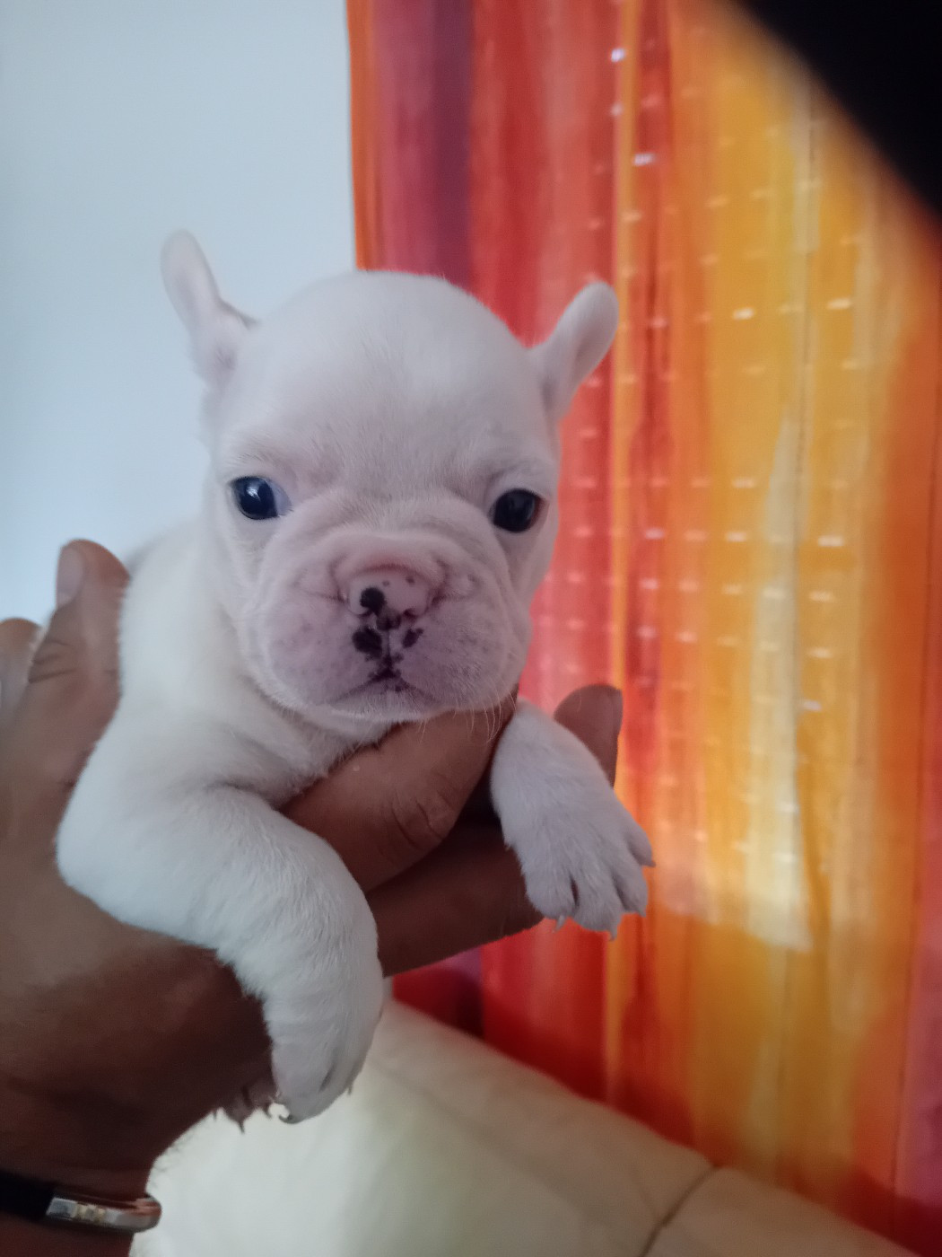 Da Cidade Invicta - Chiots disponibles - Bouledogue français