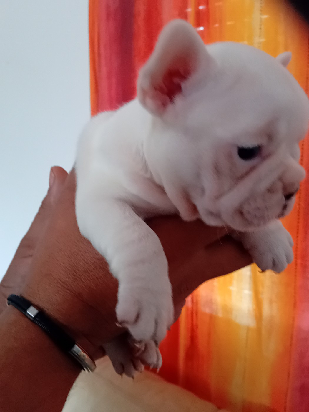 Da Cidade Invicta - Chiots disponibles - Bouledogue français