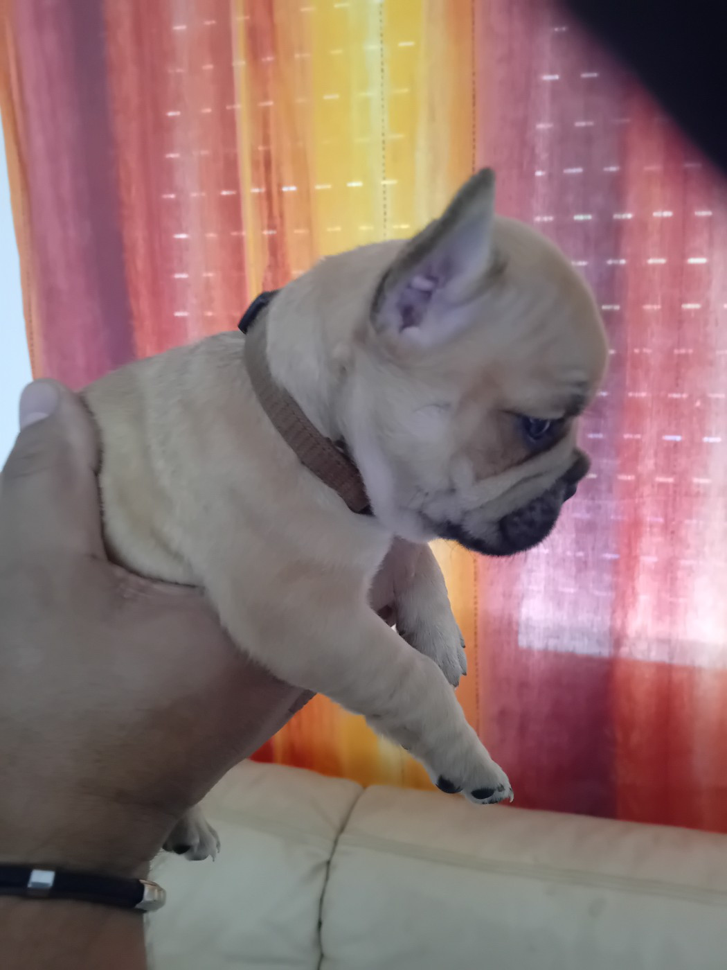 Da Cidade Invicta - Chiots disponibles - Bouledogue français