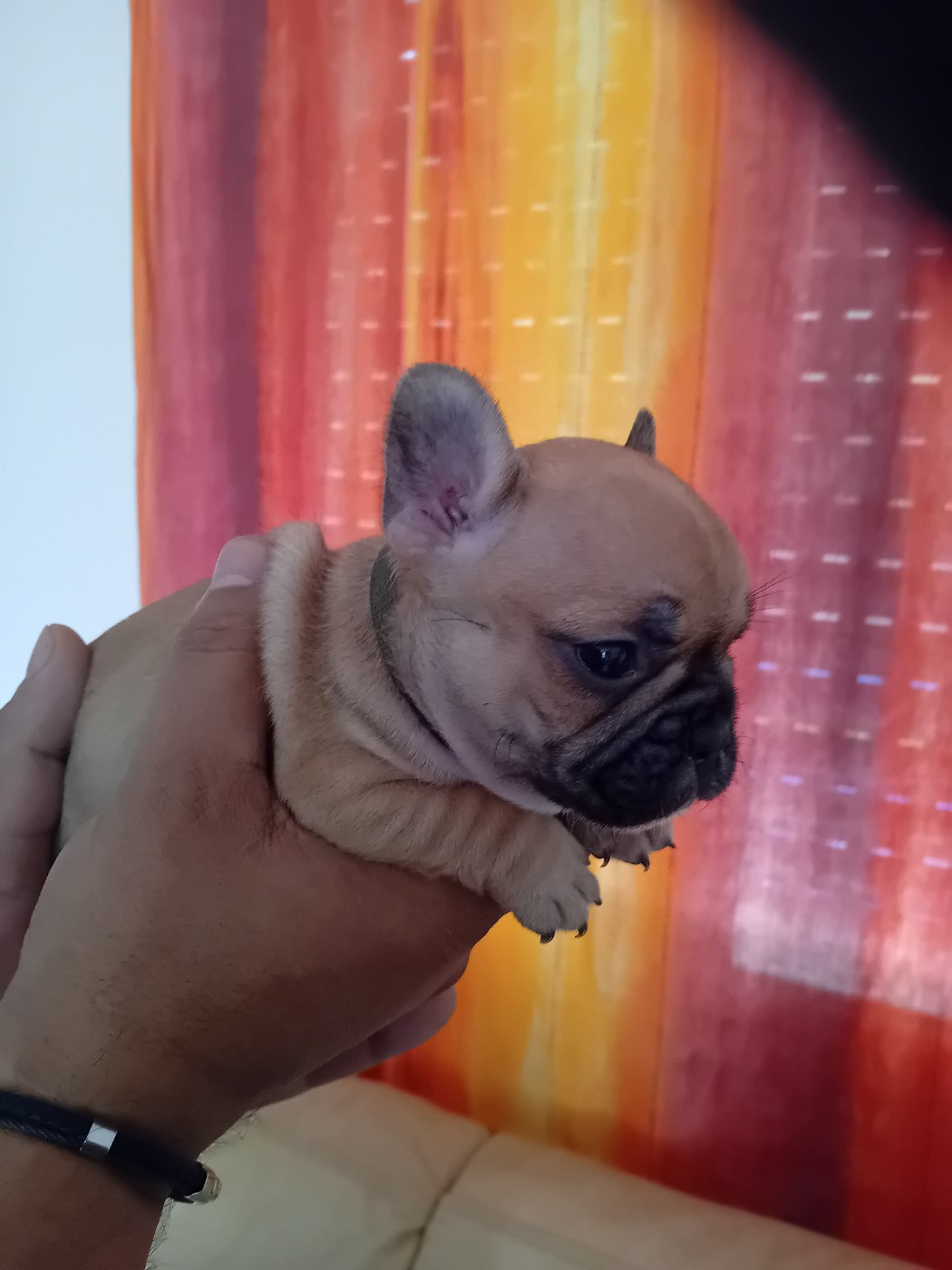 Da Cidade Invicta - Chiots disponibles - Bouledogue français