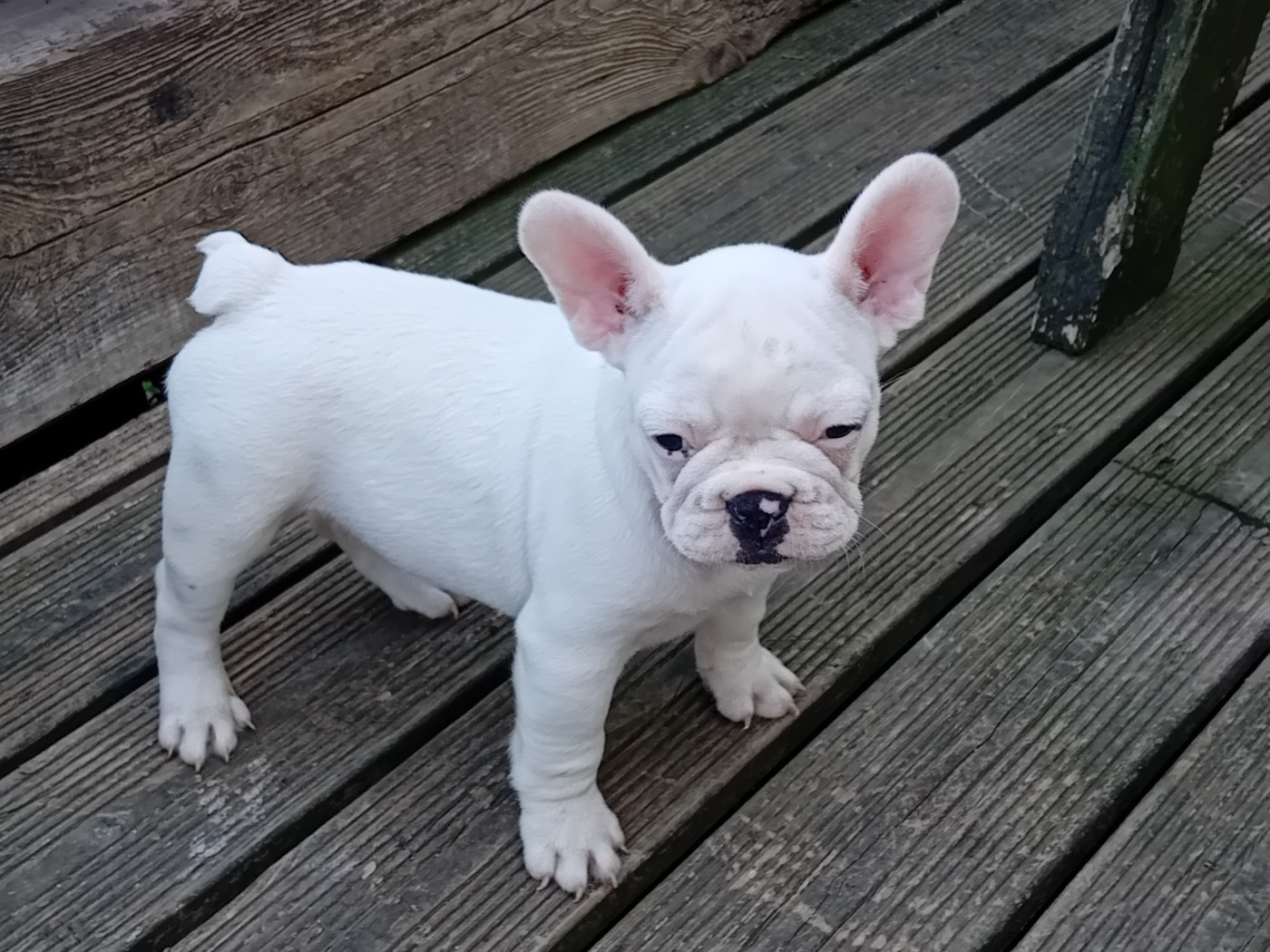 Da Cidade Invicta - Chiots disponibles - Bouledogue français