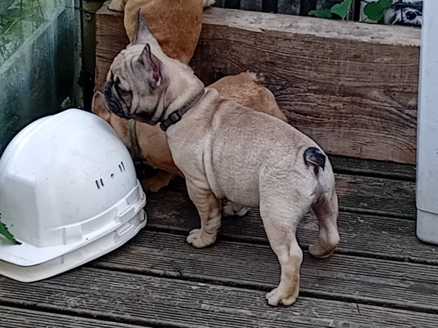 Da Cidade Invicta - Chiots disponibles - Bouledogue français