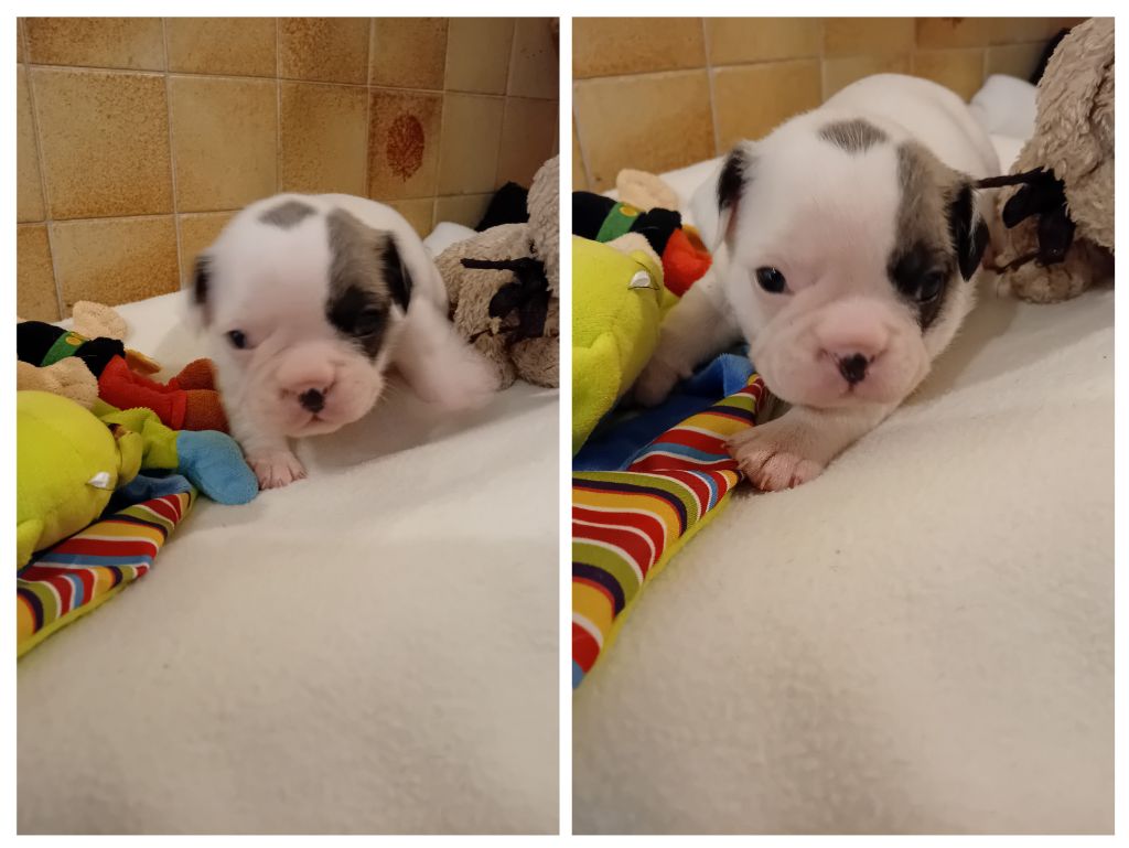 Da Cidade Invicta - Bouledogue français - Portée née le 19/07/2025