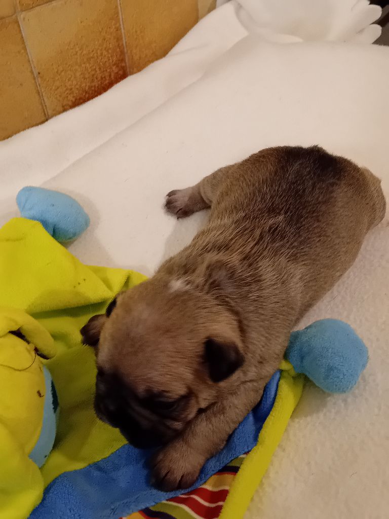 Da Cidade Invicta - Chiots disponibles - Bouledogue français