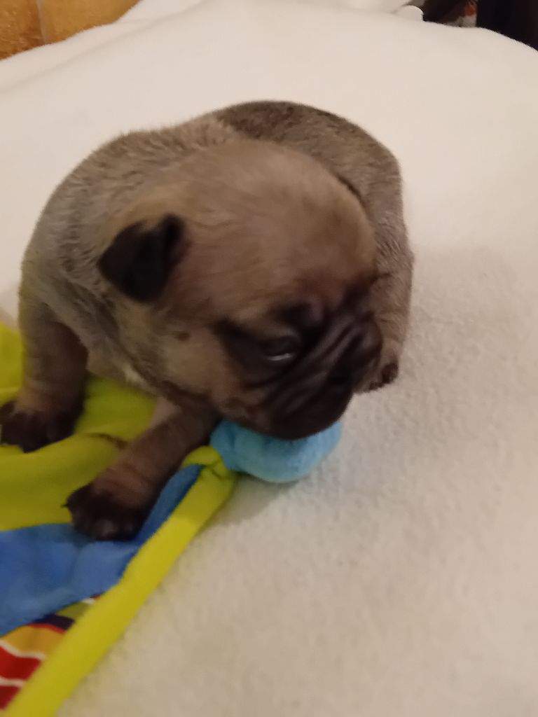 Da Cidade Invicta - Chiots disponibles - Bouledogue français