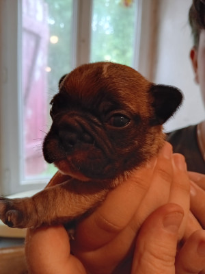 Chiot N°2