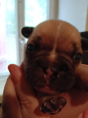 Chiot N°2