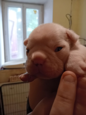 Chiot N°3