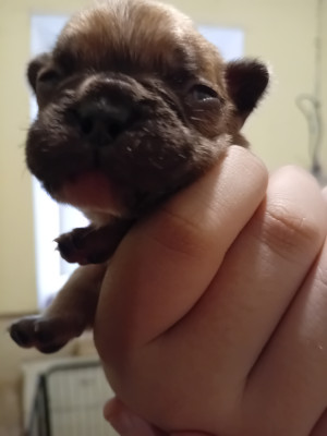 Chiot N°5