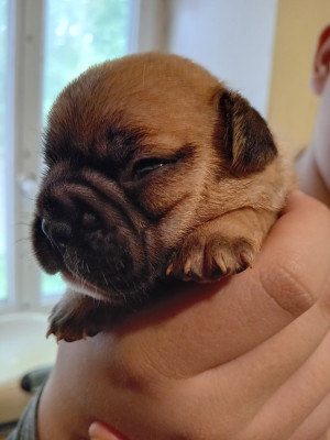 Chiot N°7
