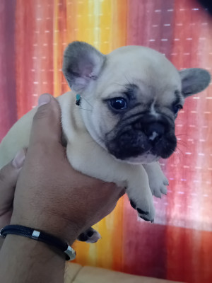 Billy