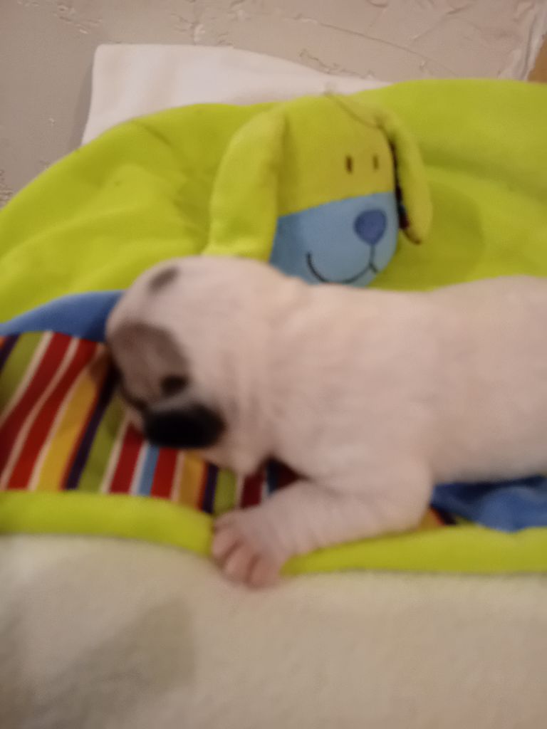 Da Cidade Invicta - Chiots disponibles - Bouledogue français