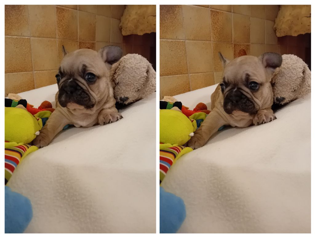 Da Cidade Invicta - Bouledogue français - Portée née le 11/07/2025