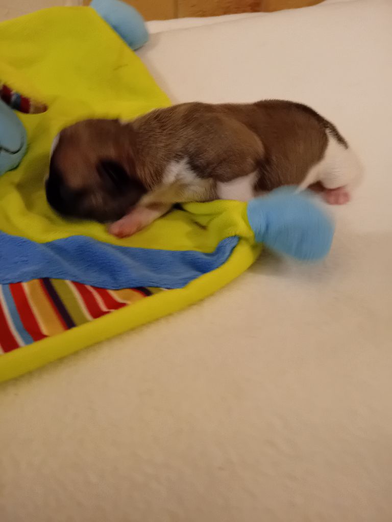 Da Cidade Invicta - Chiots disponibles - Bouledogue français