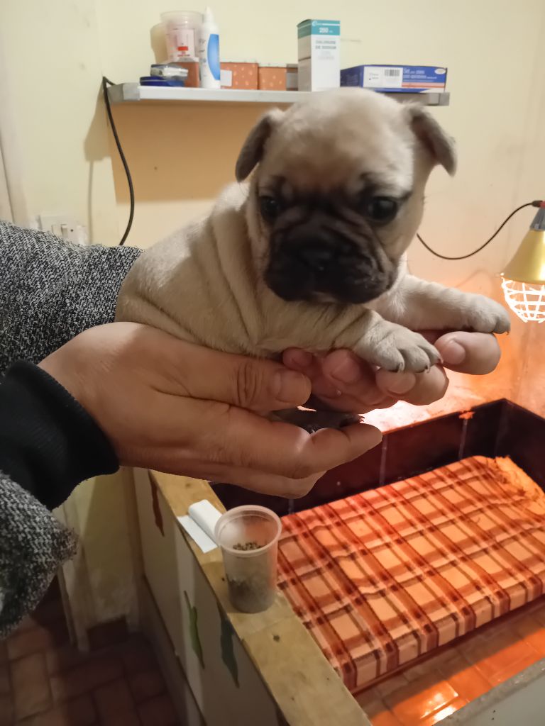 Da Cidade Invicta - Chiots disponibles - Bouledogue français