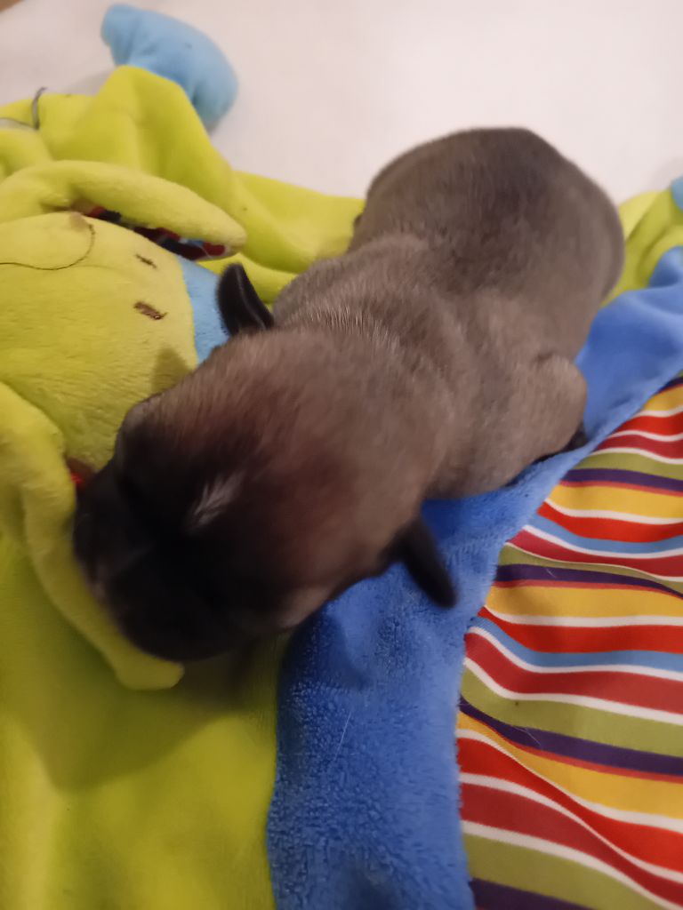 Da Cidade Invicta - Chiots disponibles - Bouledogue français